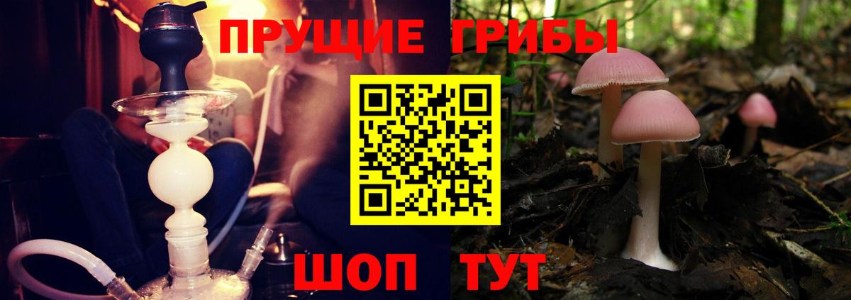 Галлюциногенные грибы Psilocybe Изобильный